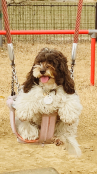 ユロ　hulotの写真