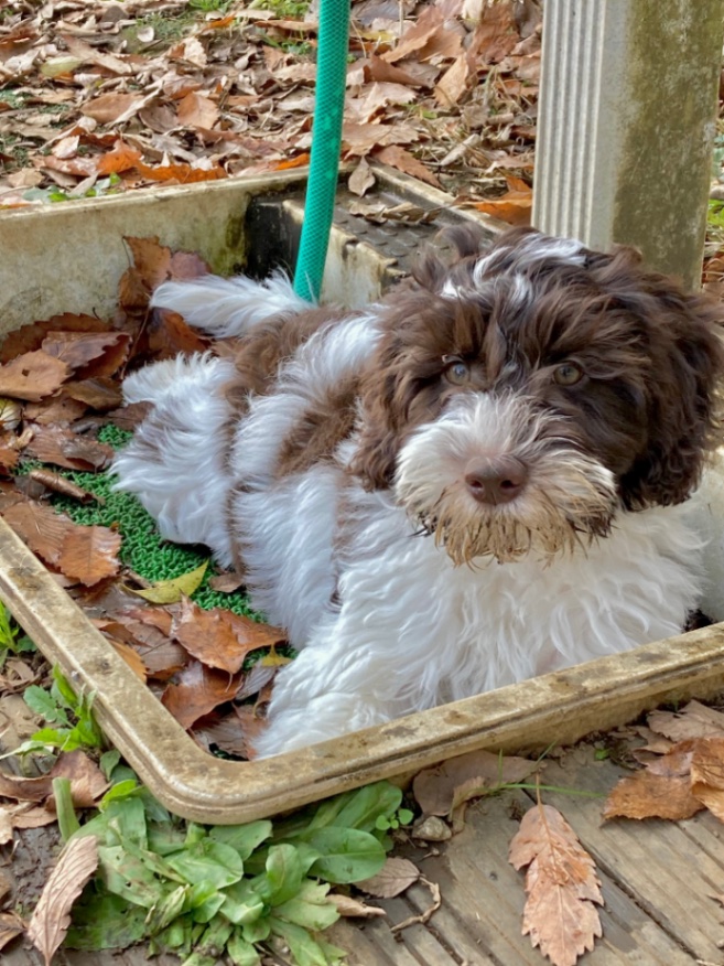 ユロ　hulotの子犬の頃