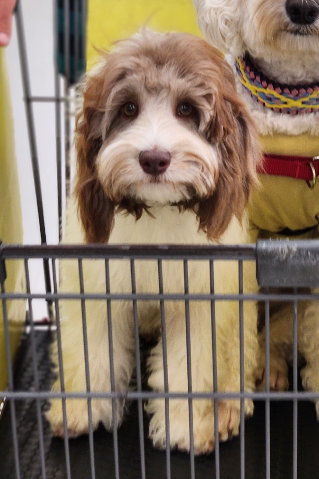 惺蓮(セレン)の子犬の頃