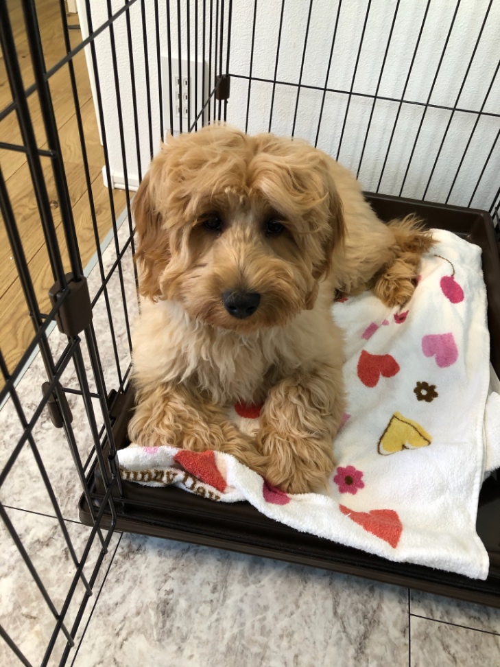 アイナの子犬の頃