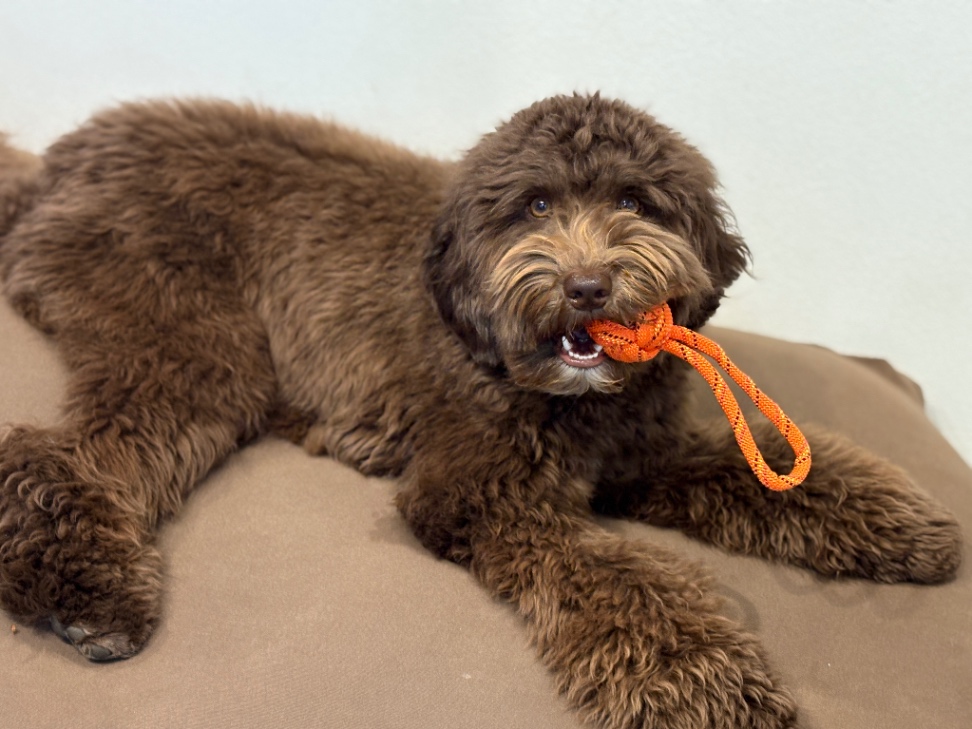 トビーの子犬の頃