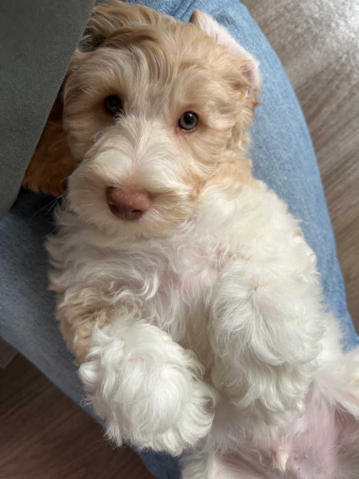 Glennの子犬の頃