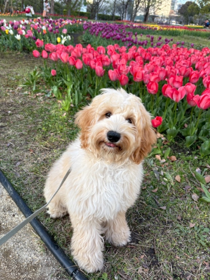 Welina(ウェリナ)の子犬の頃