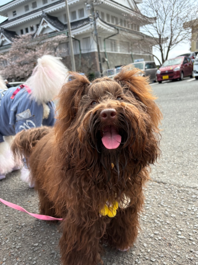 アムールの写真