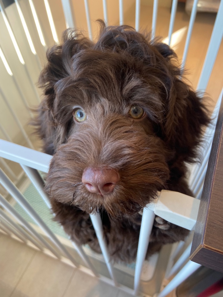 アムールの子犬の頃
