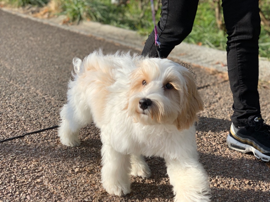 ザハの子犬の頃
