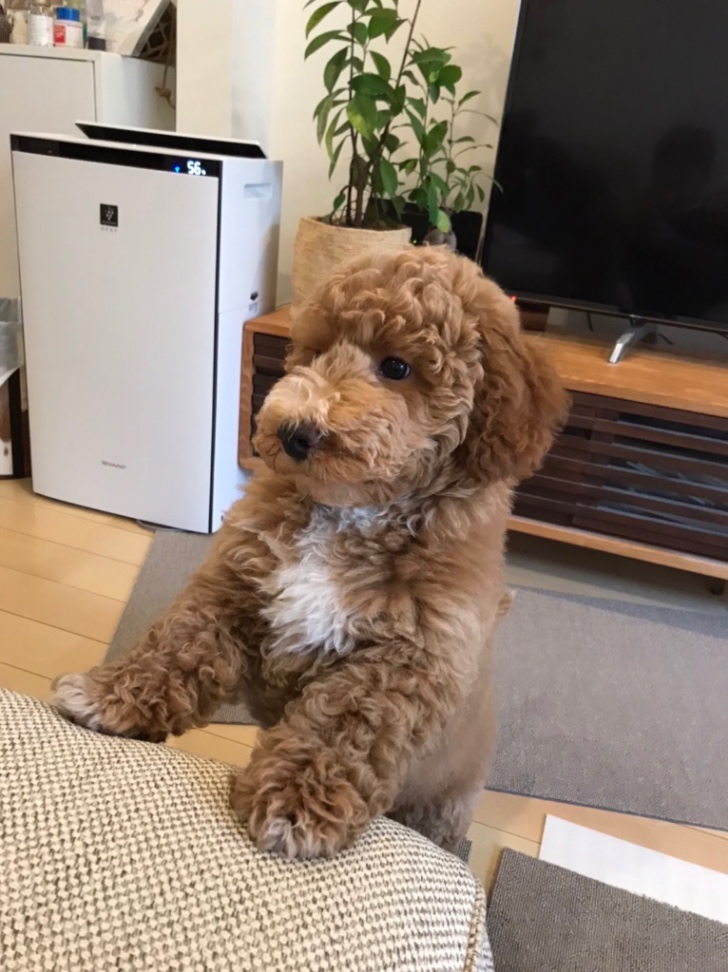 ぶんの子犬の頃