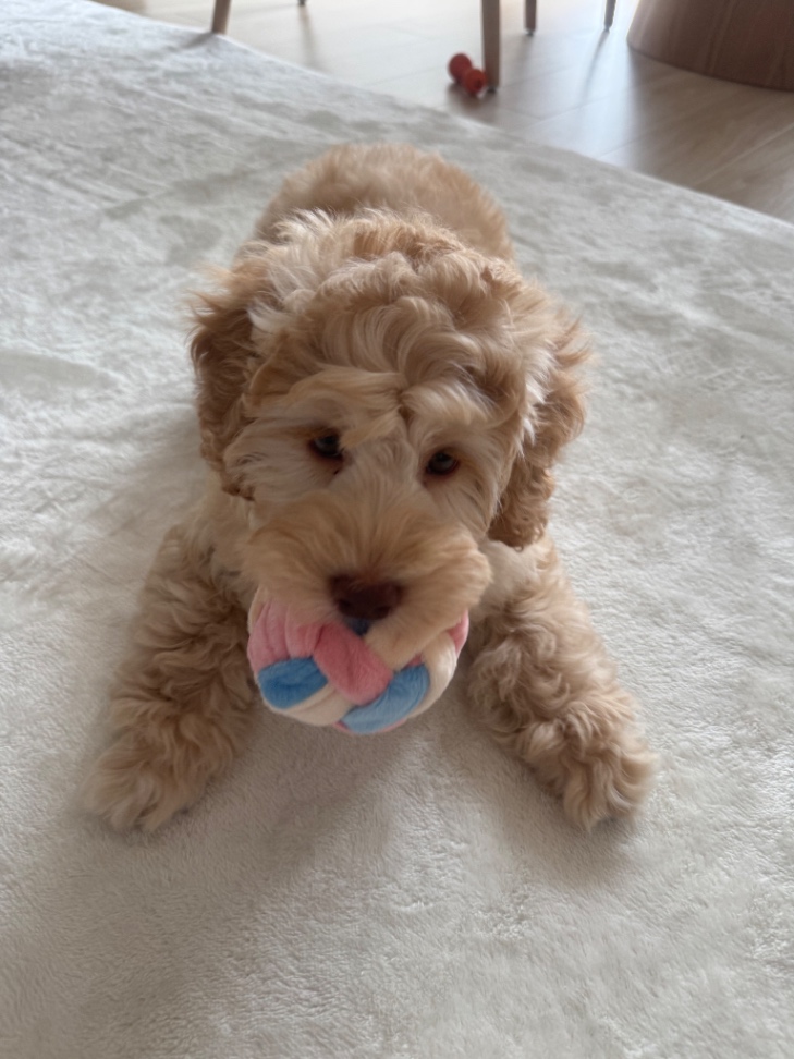 Teddie🧸テテの子犬の頃