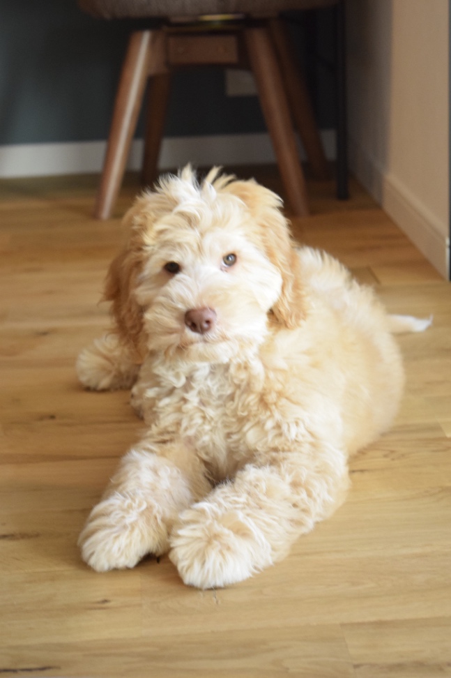 ポンゴの子犬の頃