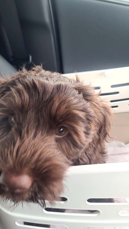 アルルの子犬の頃