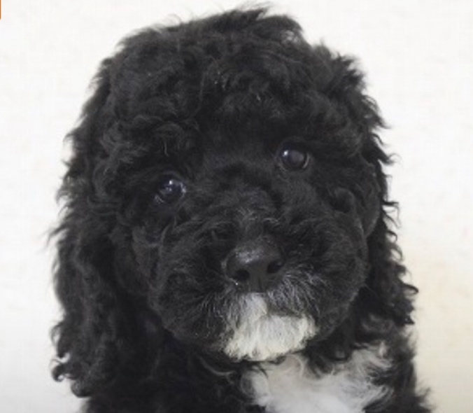 杏寿郎の子犬の頃