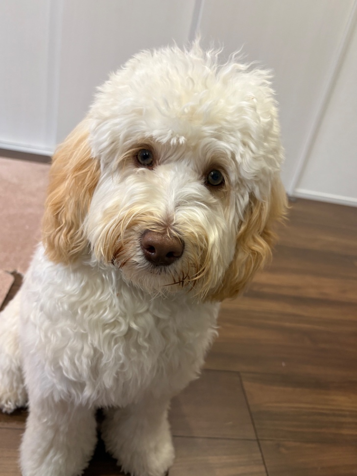 シャンティの写真