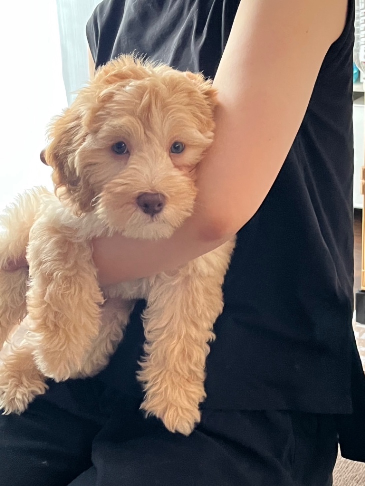 シャンティの子犬の頃