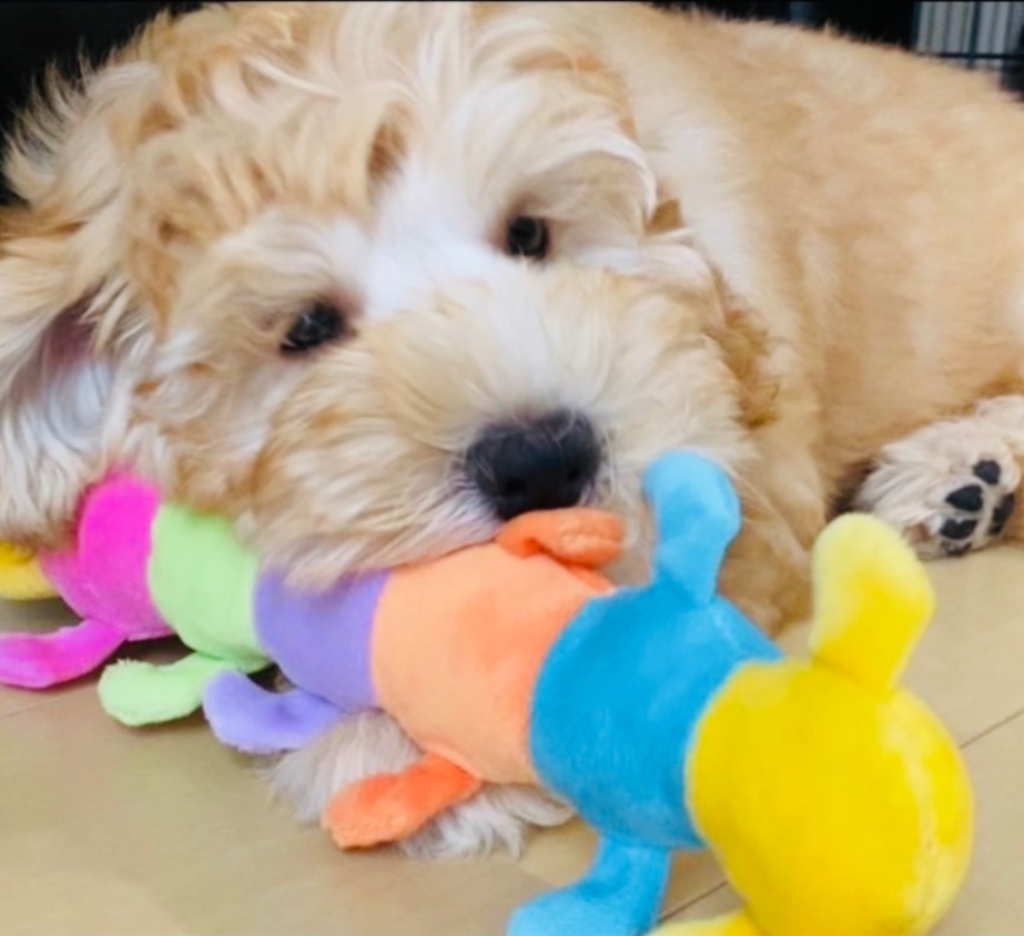 ベーグルの子犬の頃