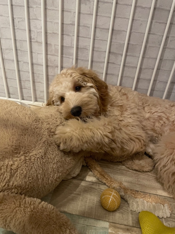 ノアの子犬の頃