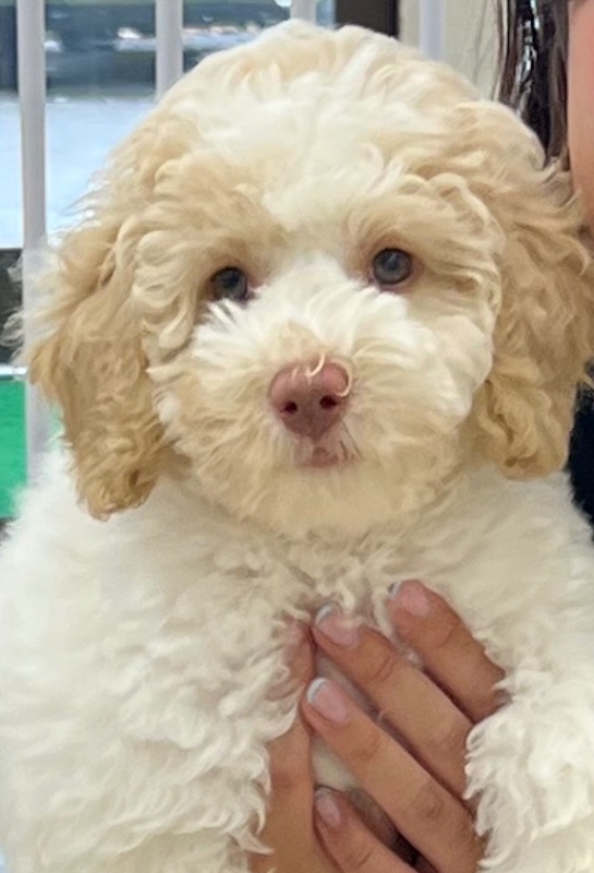 リコの子犬の頃