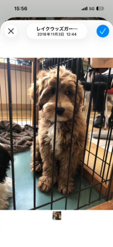 BAL (バル)の子犬の頃