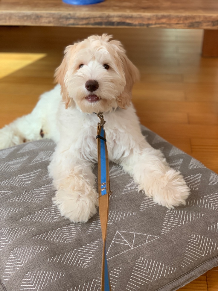 ほぐの子犬の頃