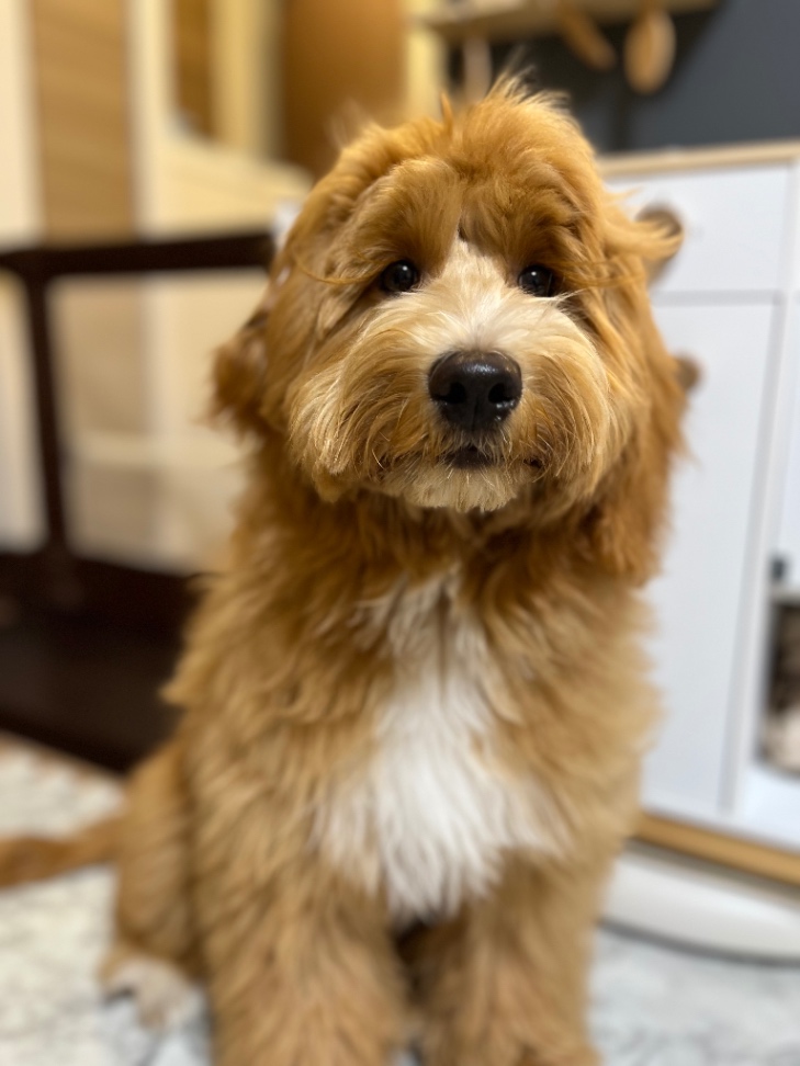 こむぎの子犬の頃