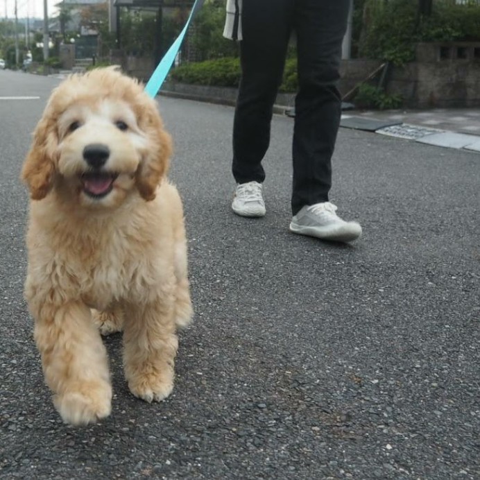 エマの子犬の頃