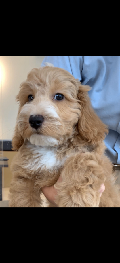 konaの子犬の頃