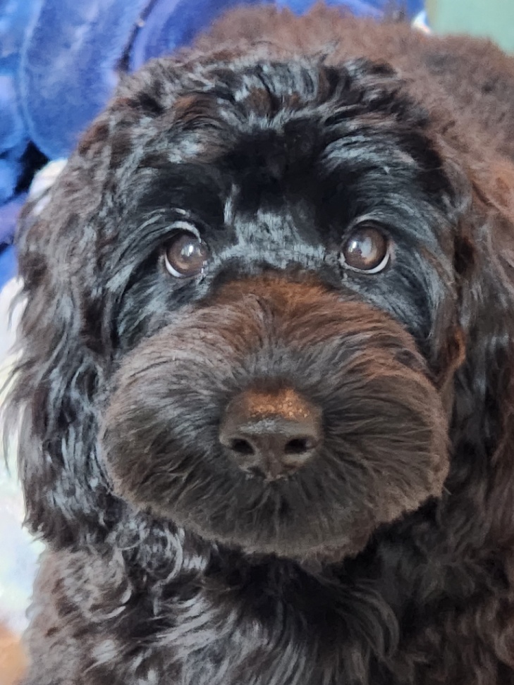 あんこの子犬の頃