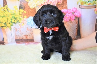 クロアの子犬の頃