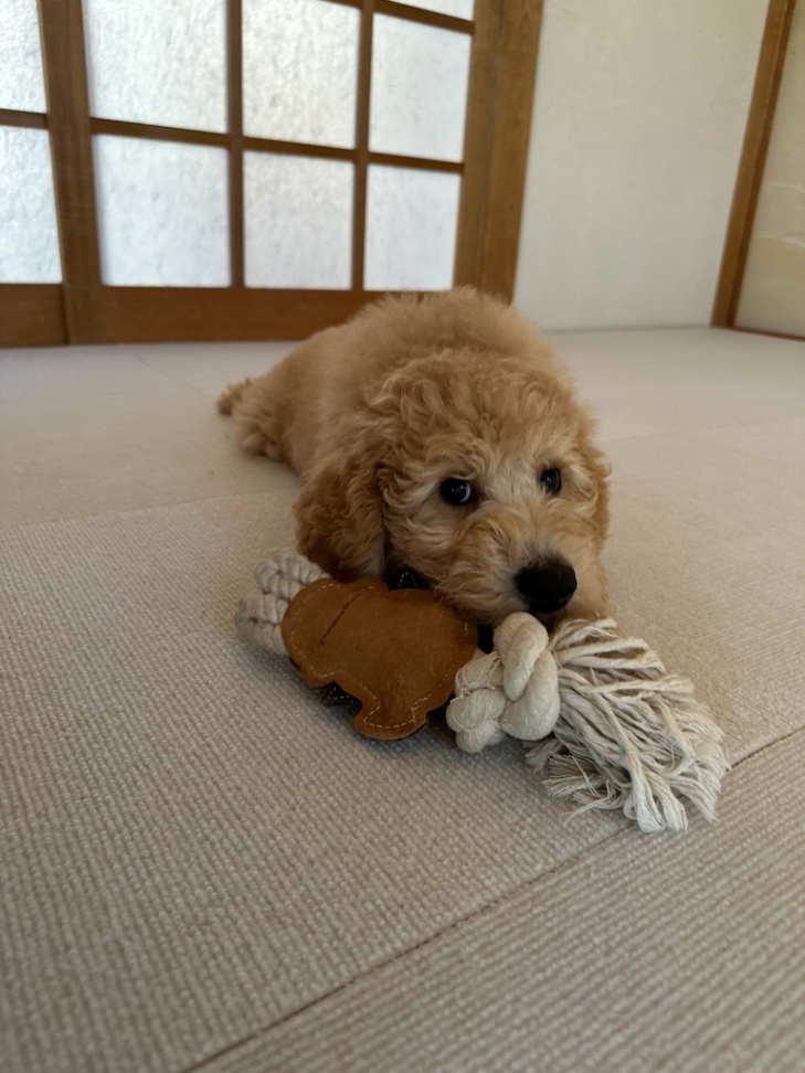 りあんの子犬の頃