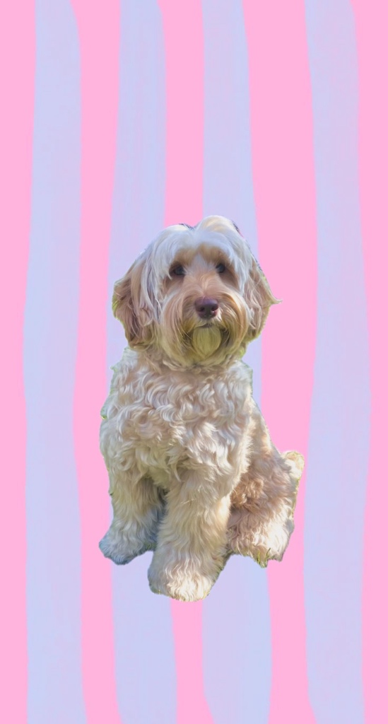 ライリーの子犬の頃