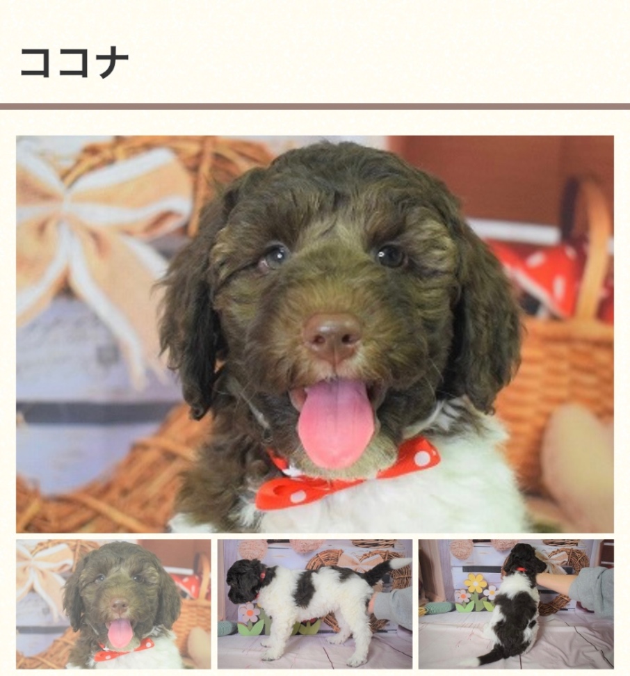 リリーの子犬の頃