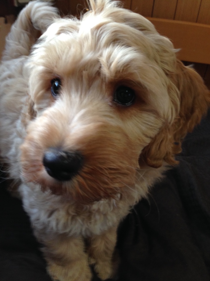 大吉の子犬の頃