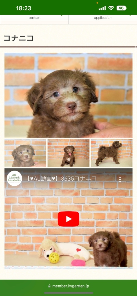 ののの子犬の頃