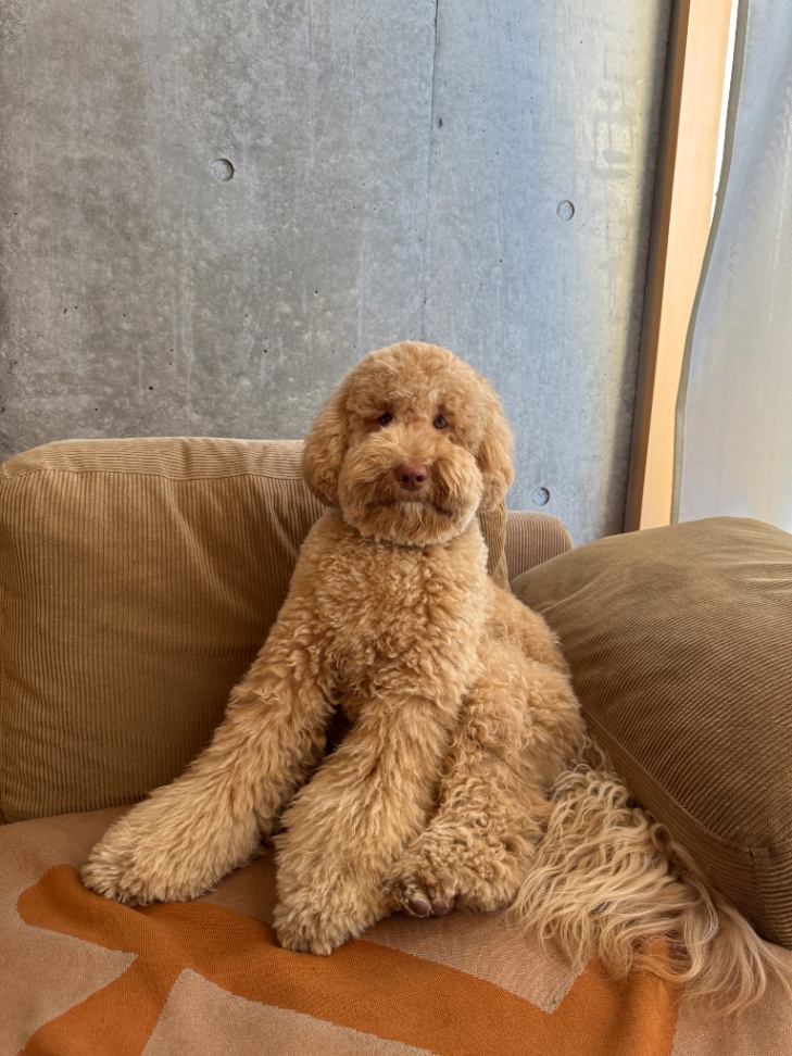 ウーキーの写真