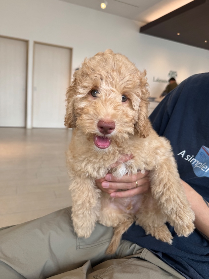 ウーキーの子犬の頃