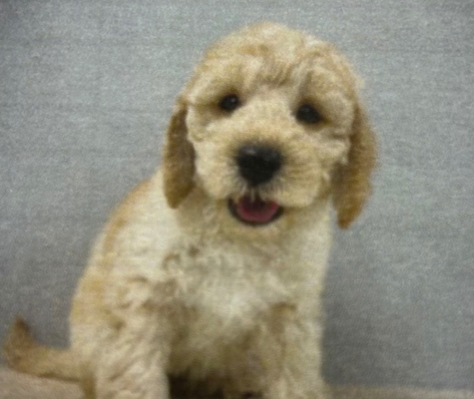 ウルトの子犬の頃