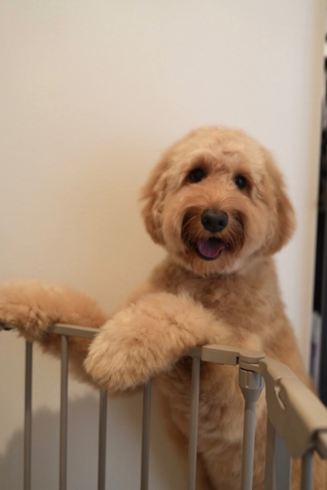 しなもんの写真