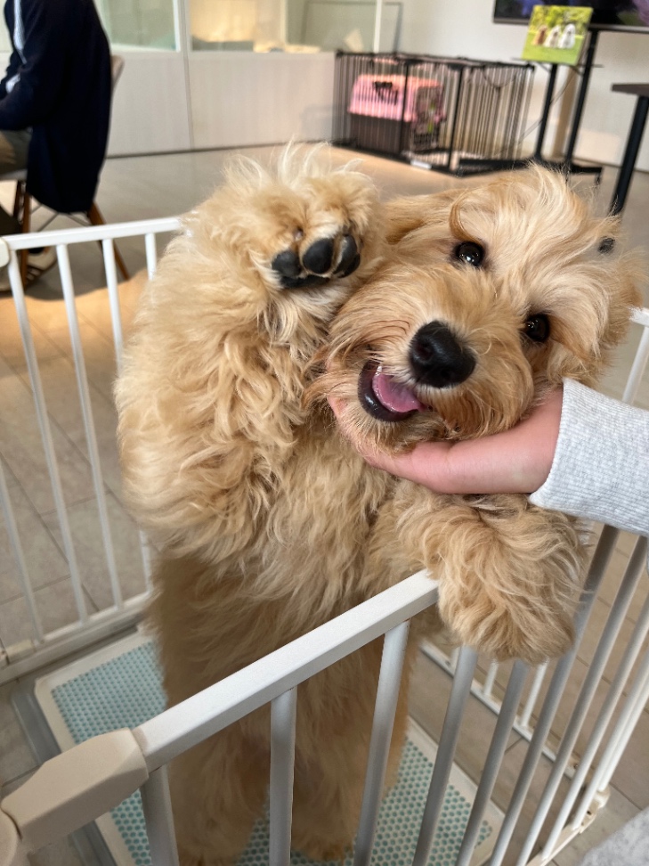 しなもんの子犬の頃