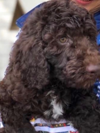 naneaの子犬の頃