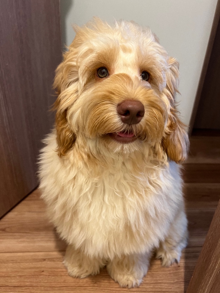 ビンゴの子犬の頃