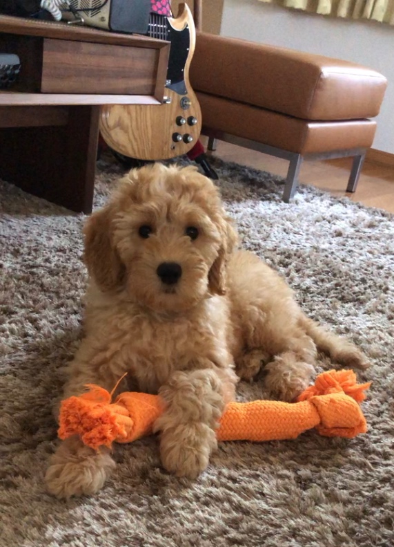 ぬーの子犬の頃