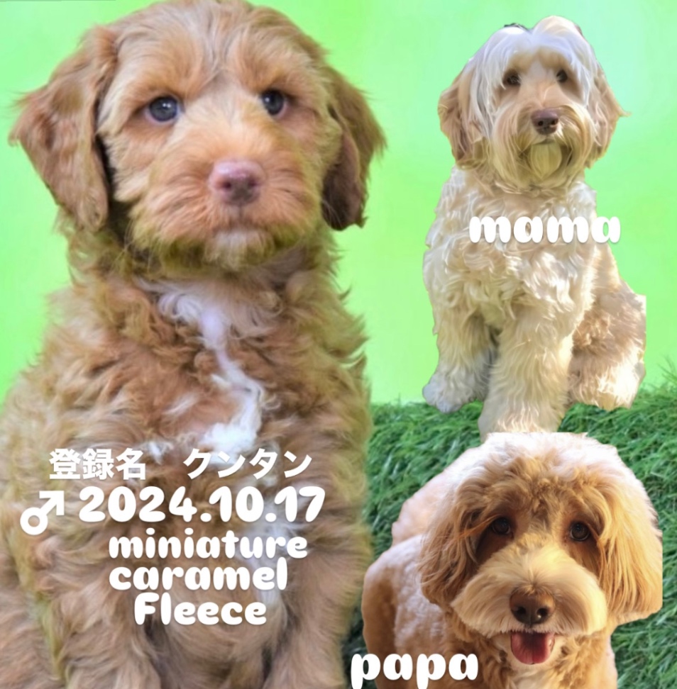 elen(エレン)の子犬の頃