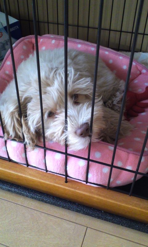 モコの子犬の頃