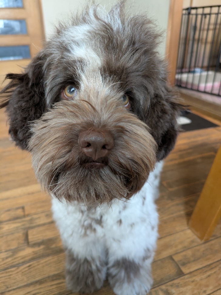 ルディーの写真