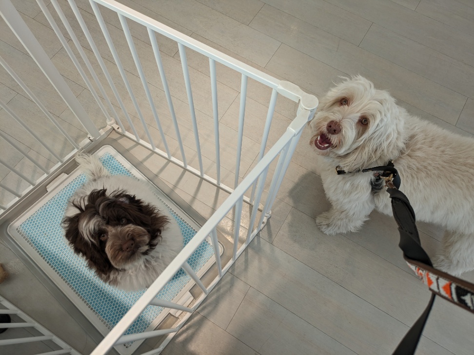 ルディーの子犬の頃