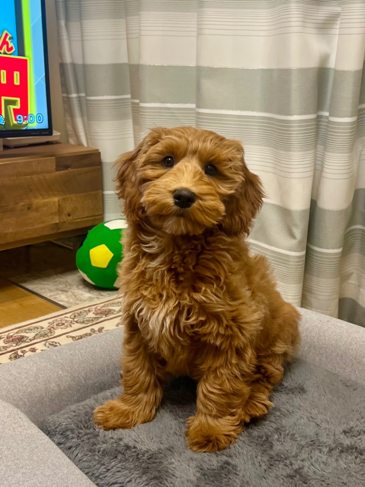 オリナの子犬の頃