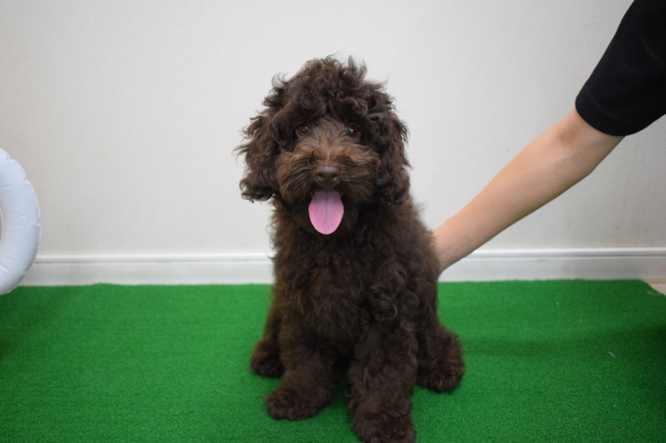 ルークの子犬の頃