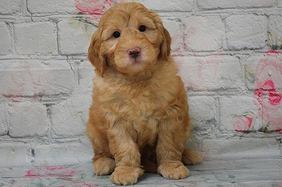 シモンの子犬の頃