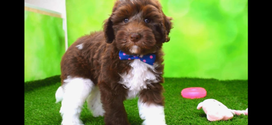 Toffeeの子犬の頃