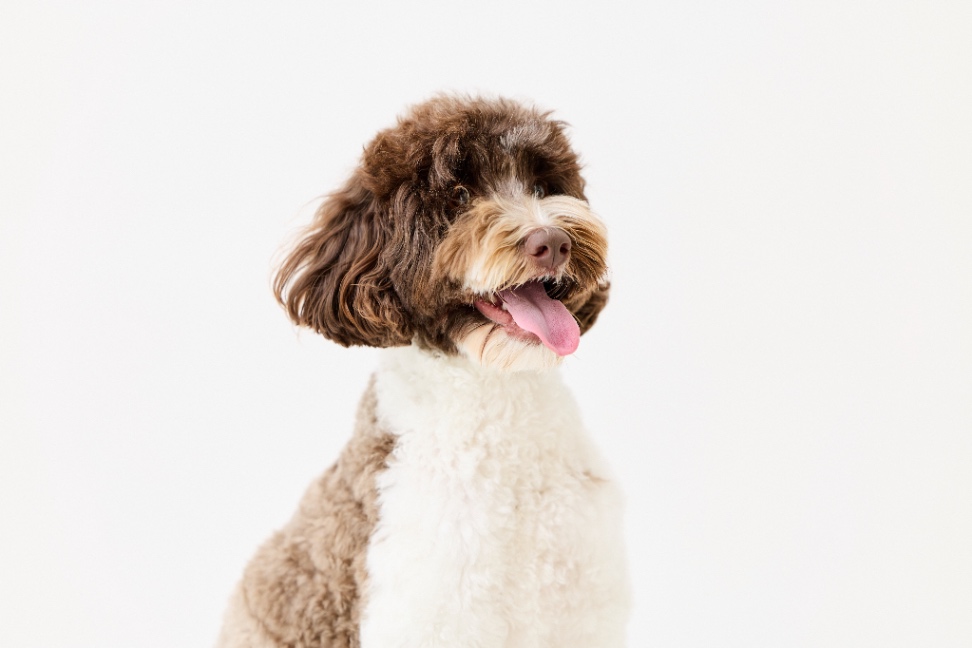 フィガロの写真