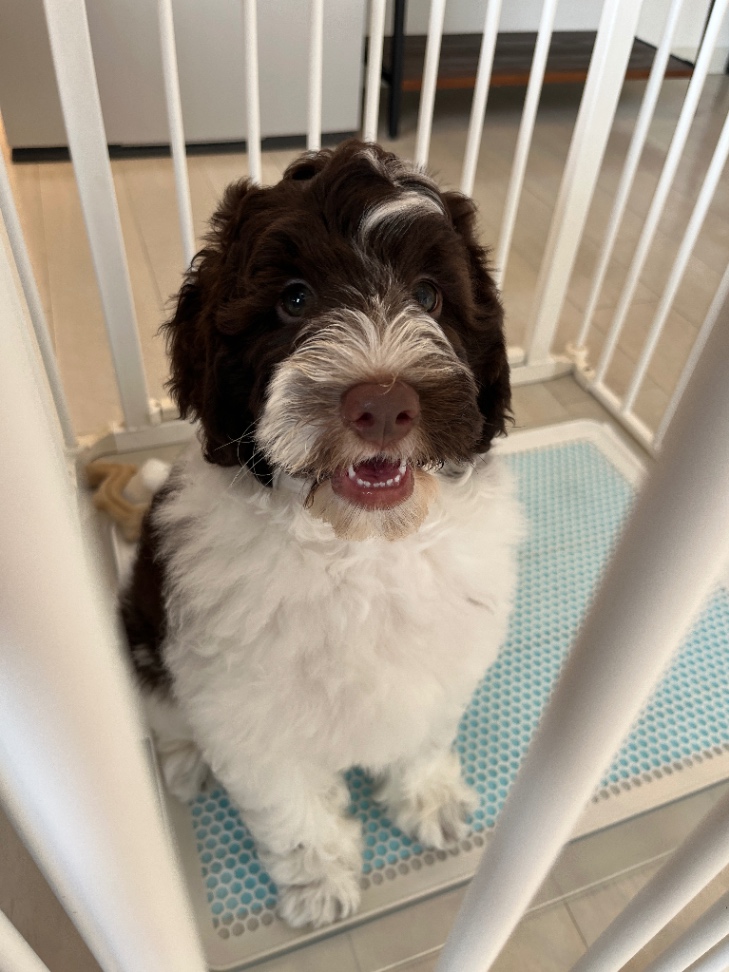 フィガロの子犬の頃